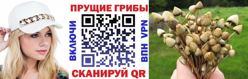 Псилоцибиновые грибы прущие грибы  где продают   Порхов 